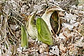 _MG_2201 skunk cabbage seed pods.jpg