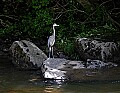 _MG_2279 great blue heron on tea creek.jpg