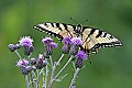 _MG_2379 swallowtail butterfly.jpg