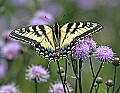 _MG_2445 swallowtail butterfly on thistle.jpg