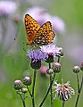 _MG_2511 butterfly on thistle.jpg