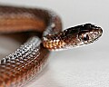 _MG_4798 redbelly snake.jpg