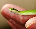 _MG_4868 smooth green snake.jpg