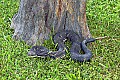 _MG_5583 timber rattlesnake.jpg