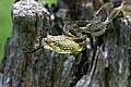 _MG_5655 timber rattlesnake.jpg