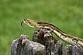 _MG_5708 timber rattlesnake.jpg