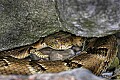 _MG_5791 timber rattlesnake.jpg