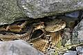 _MG_5804 timber rattlesnake.jpg