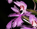 _MG_6518 purple fringed orchid.jpg