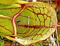_MG_6541 pitcher plant and prey.jpg