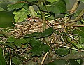 _MG_6963 field sparrow on nest.jpg