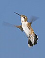 _MG_8590 female ruby-throated hummingbird.jpg