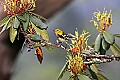 _MG_9337 Black-throated green warbler nn.jpg