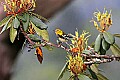 _MG_9337 Black-throated green warbler web.jpg