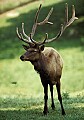 WVMAG003--Elk Bull.jpg