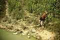 WVMAG007-bull elk at waterhole.jpg