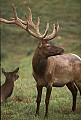WVMAG010-Bull elk on alert.jpg