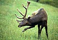 WVMAG059 bull elk tormented by flies.jpg