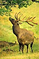 WVMAG061 bull elk eating leaves.jpg