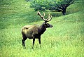 WVMAG064 bull elk.jpg