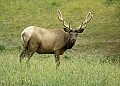 WVMAG093 Bull Elk.jpg