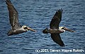 DSC_7219 brown pelicans flying.jpg