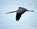 DSC_7314 great blue heron flying.jpg