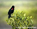 DSC_7362 red winged blackbird.jpg