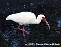 DSC_7386 white ibis.jpg
