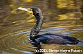 DSC_7492 cormorant.jpg