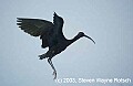 DSC_7502 glossy ibis flying.jpg