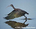 DSC_7510 glossy ibis takes flight.jpg