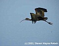 DSC_7512 glossy ibis.jpg