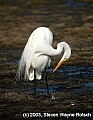 DSC_7528 great white egret.jpg