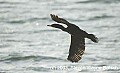 DSC_7676 cormorant flying.jpg