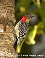 DSC_7721 red bellied woodpecker.jpg