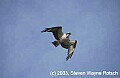 DSC_7760 osprey in flight.jpg