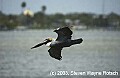 DSC_7775 brown pelican.jpg