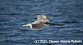 DSC_7890 great blue heron flying.jpg