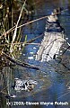 DSC_7958 submerged alligator.jpg