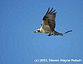 DSC_8120 osprey with nesting materials.jpg