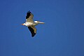 _MG_0664 white pelican flying.jpg