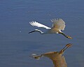 _MG_1207 snowy egret in flight.jpg