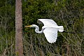 _MG_1288 great white egret.jpg