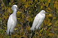 _MG_1763 snowy egrets.jpg