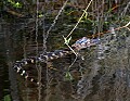 Florida 027 eighteen inch alligator.jpg