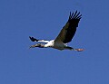 Florida 082 wood stork.jpg