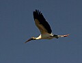 Florida 086 wood stork flying.jpg