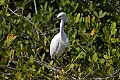 Florida 157 snowy egret - breeding plummage.jpg