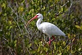 Florida 192 white ibis.jpg